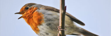 A robin with an orange breast perched on a thin branch against a pale sky.