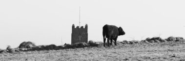 A cow stands on a grassy hill with a distant stone tower in the background.