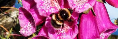 A bumblebee collecting nectar from vibrant purple foxglove flowers in sunlight.