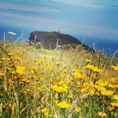 Yellow wildflowers in a grassy field with a distant rocky hill and blue sky in the background.