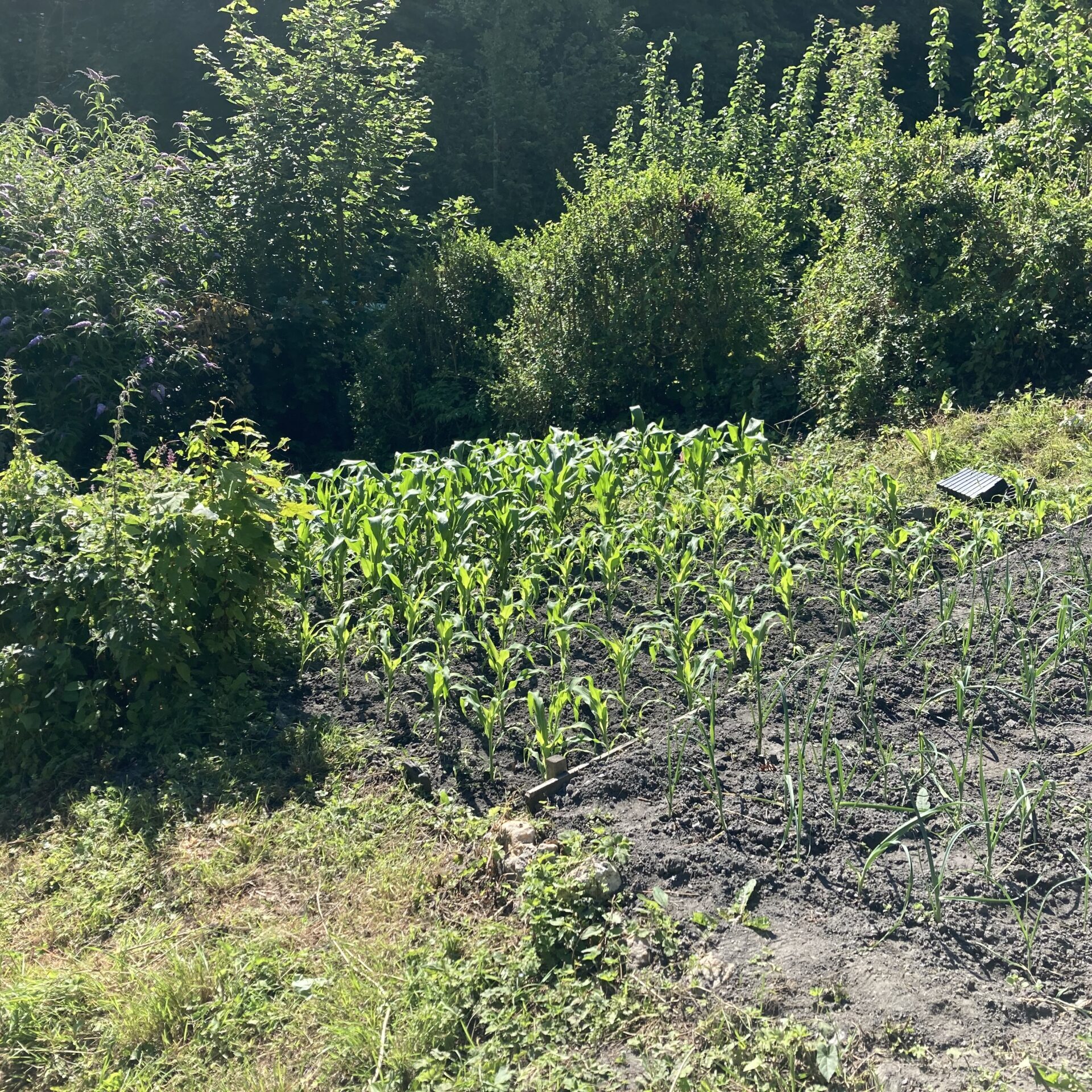 A sunny garden with rows of young maize and onion plants, surrounded by green bushes.
