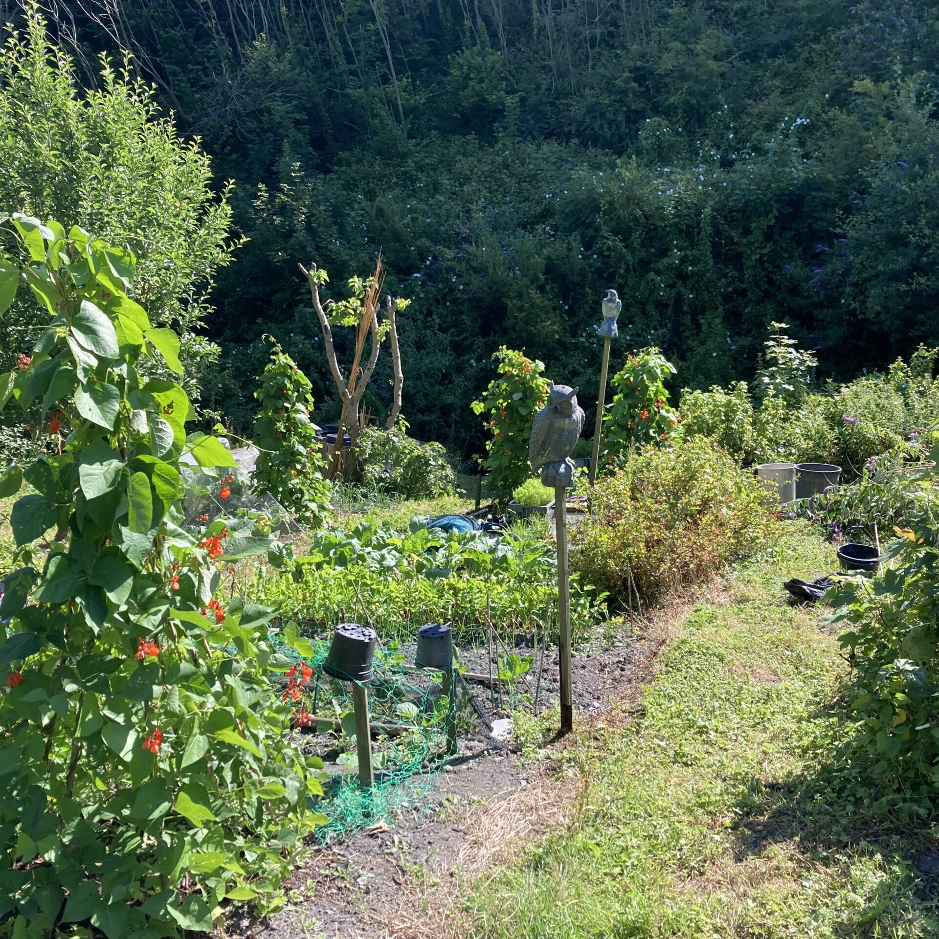 A lush vegetable garden with tall green plants, shrubs, and sunlight filtering through trees.