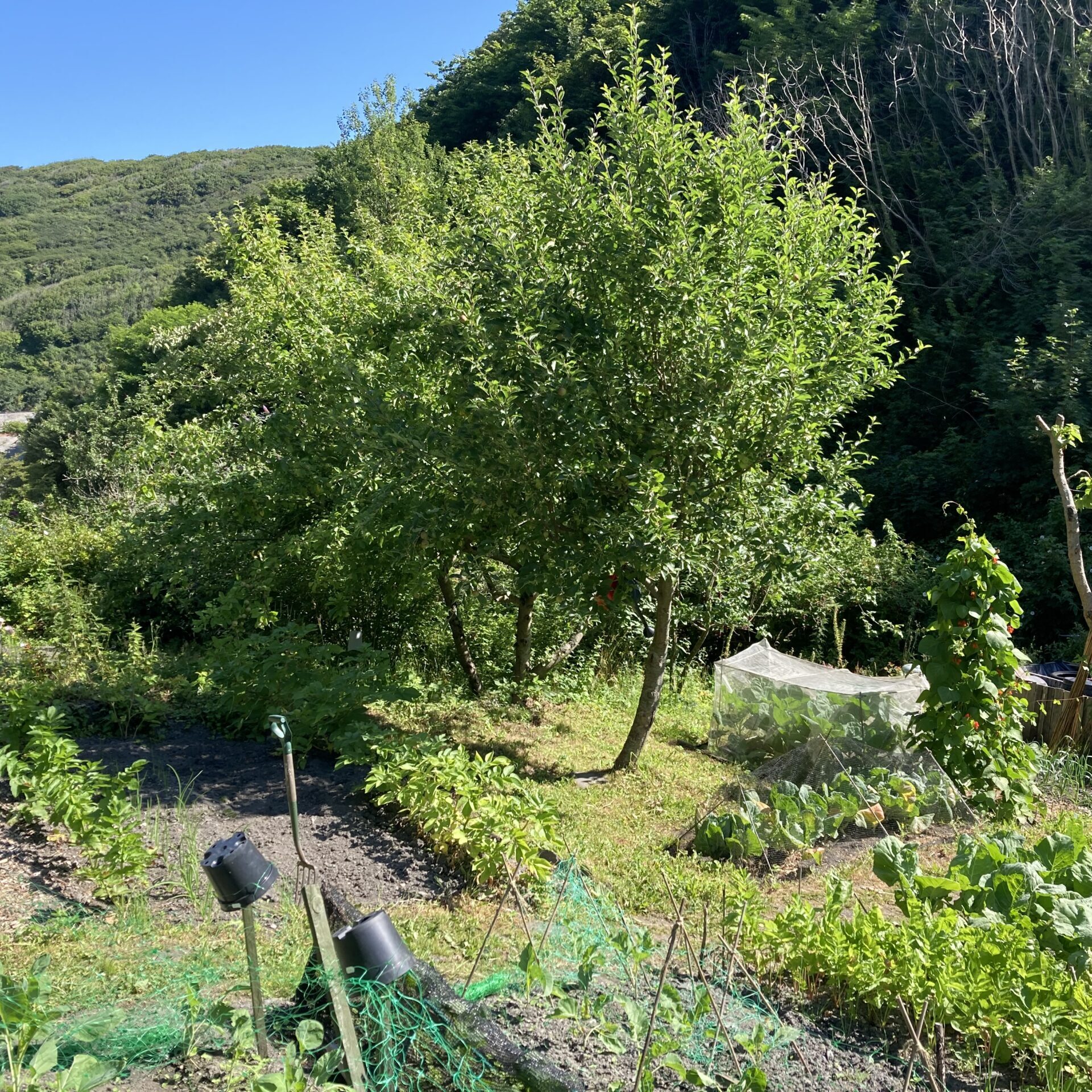 A sunny vegetable garden with trees, plants, and hills in the background.