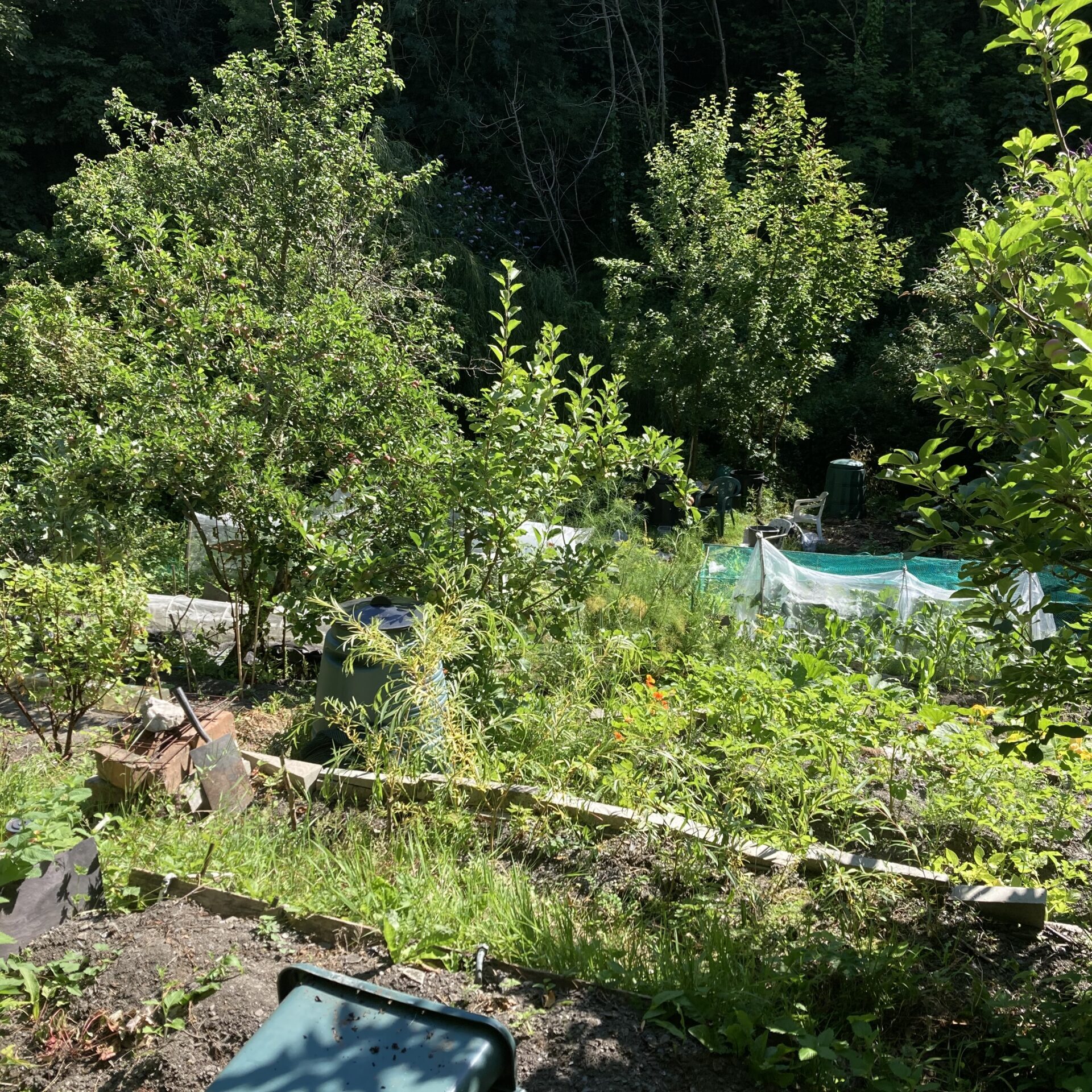 Lush, sunlit garden with green trees, plants, netted beds, and a blue bin in the foreground.