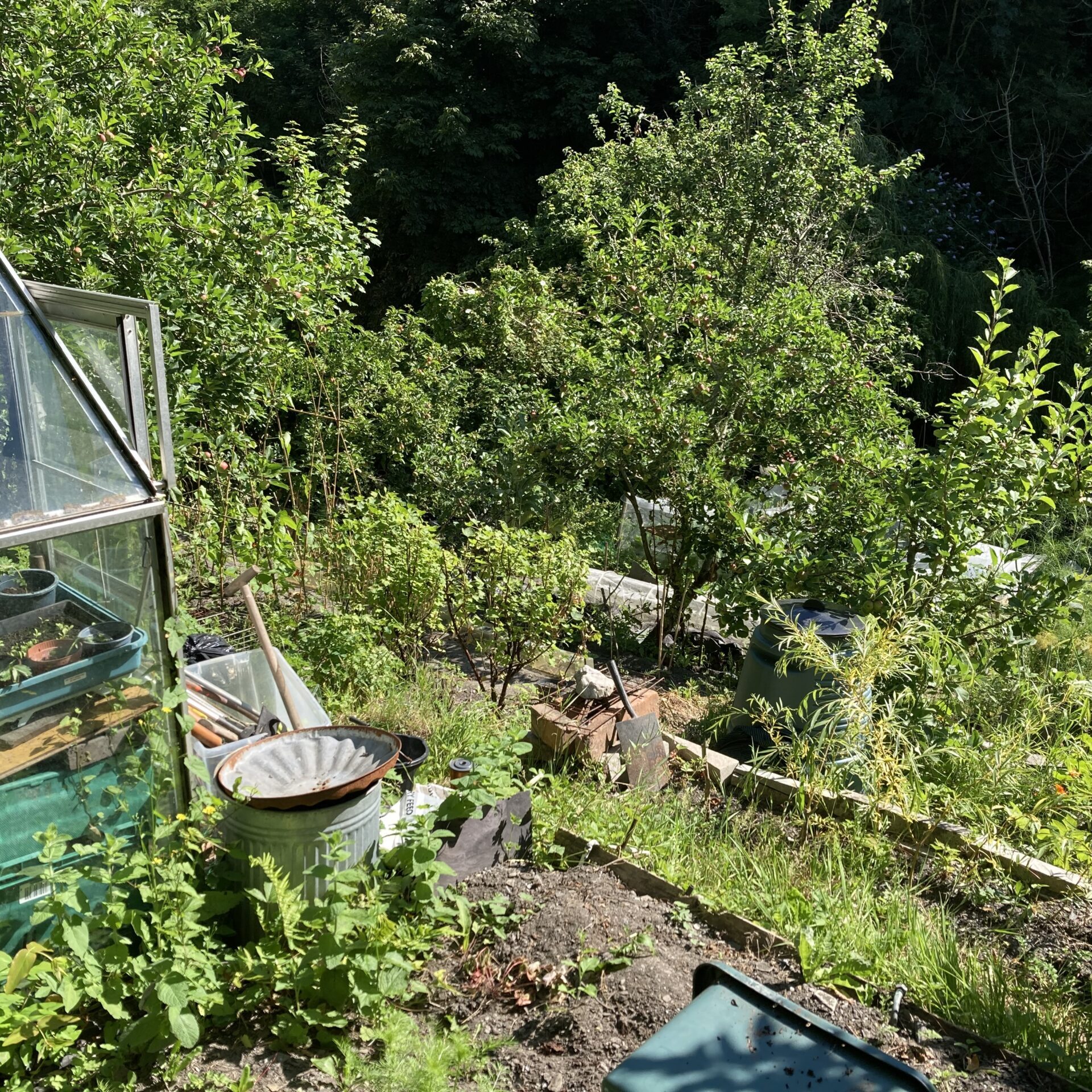 Sunlit garden with glasshouse, plants, trees, and garden tools scattered among greenery.